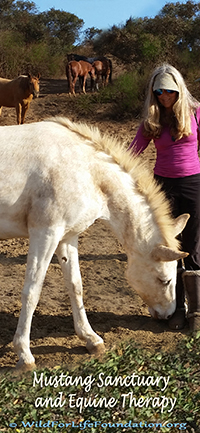Mustang Sanctuary and Equine Therapy